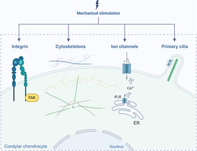 Critical signaling molecules in the temporomandibular joint osteoarthritis under different magnitudes of mechanical stimulation